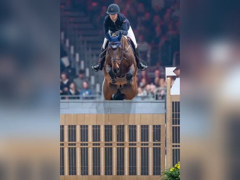 Cavallo sportivo belga Giumenta 1 Anno Baio scuro in garby