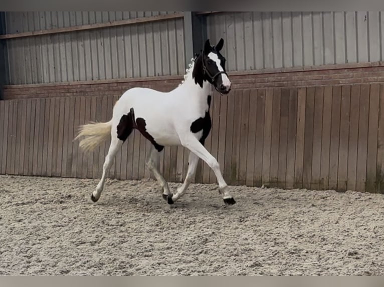 Cavallo sportivo belga Giumenta 2 Anni 153 cm Pezzato in Zieuwent