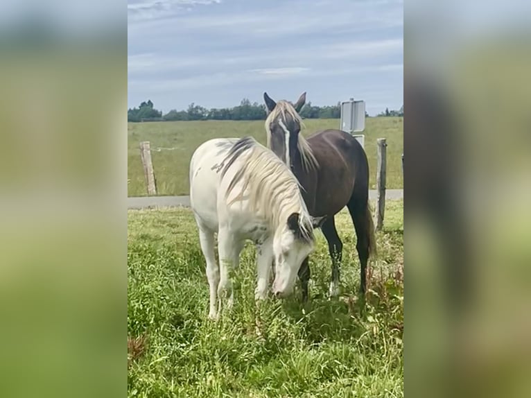 Cavallo sportivo belga Mix Giumenta 2 Anni 155 cm Overo-tutti i colori in Bastogne