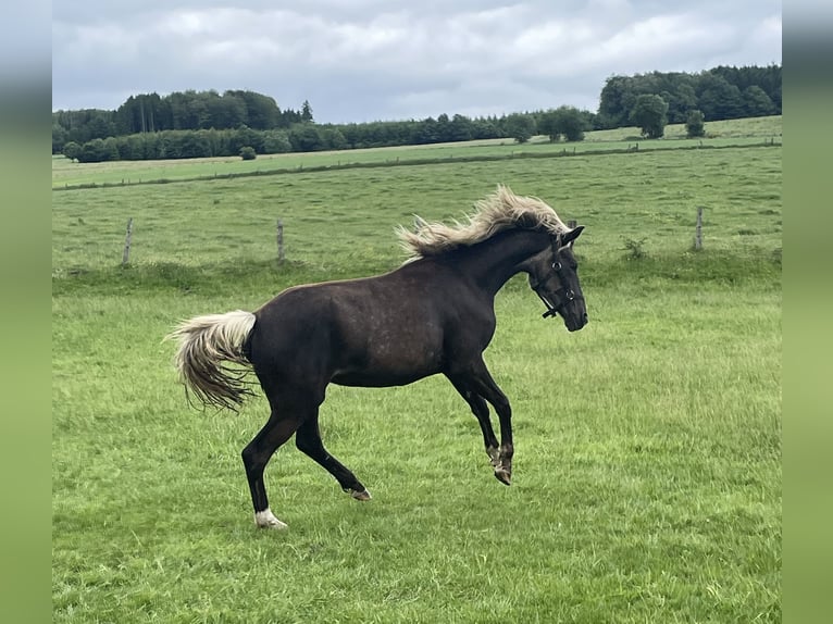 Cavallo sportivo belga Mix Giumenta 2 Anni 158 cm  in Bastogne