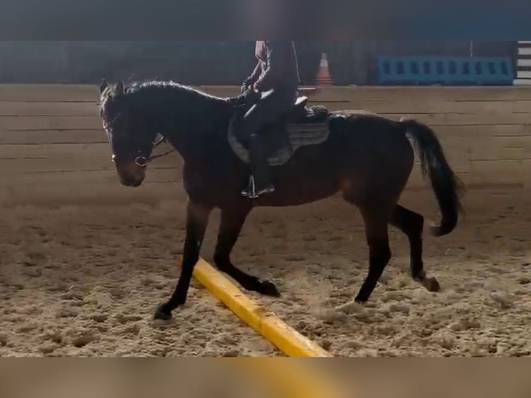 Cavallo sportivo belga Giumenta 3 Anni 165 cm Baio scuro in Grünkraut