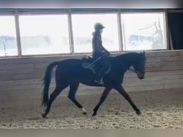 Cavallo sportivo belga Giumenta 3 Anni 165 cm Baio scuro in Grünkraut