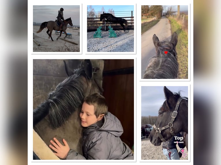 Cavallo sportivo belga Giumenta 5 Anni 145 cm Grigio ferro in Sprimont