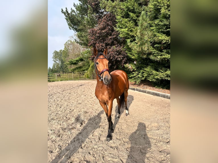 Cavallo sportivo belga Giumenta 5 Anni 150 cm Baio chiaro in Kasterlee