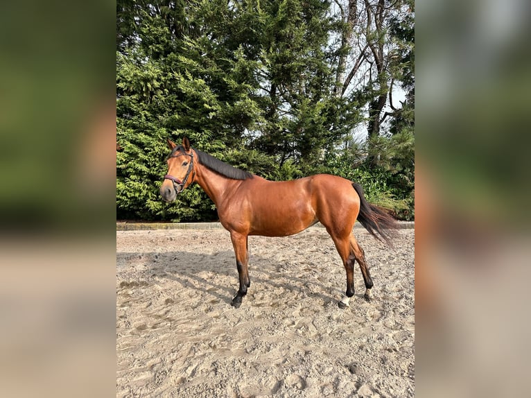 Cavallo sportivo belga Giumenta 5 Anni 150 cm Baio chiaro in Kasterlee