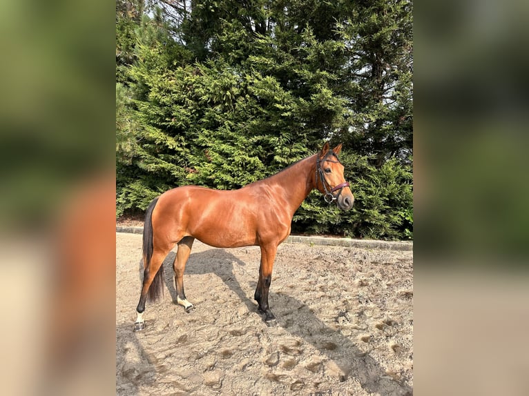Cavallo sportivo belga Giumenta 5 Anni 150 cm Baio chiaro in Kasterlee