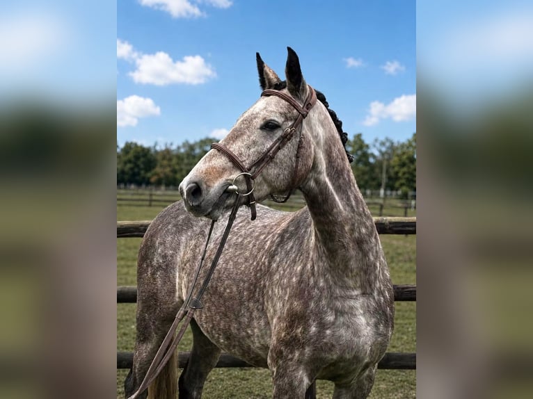 Cavallo sportivo belga Giumenta 5 Anni 162 cm Grigio in Harfleur
