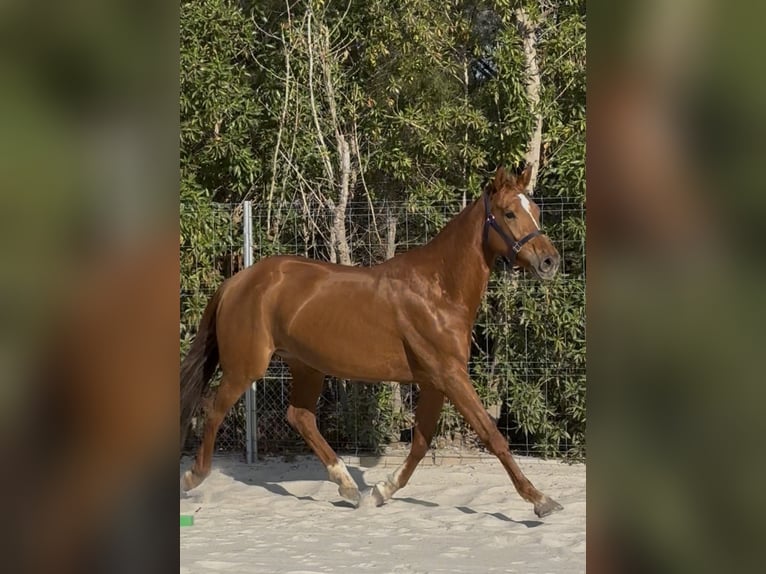 Cavallo sportivo belga Giumenta 5 Anni 162 cm Sauro in Vilamarxant