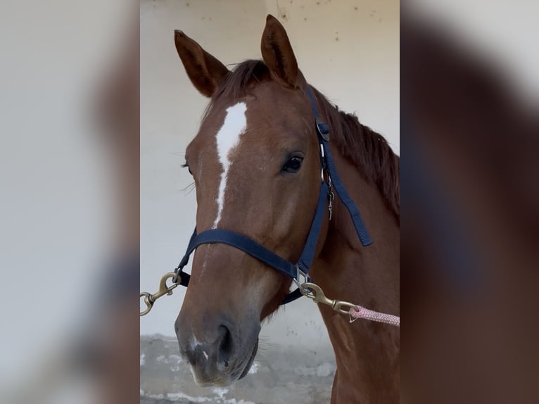 Cavallo sportivo belga Giumenta 5 Anni 162 cm Sauro in Vilamarxant