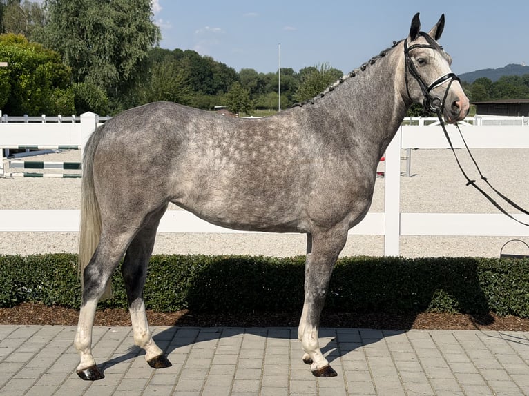Cavallo sportivo belga Giumenta 5 Anni 165 cm Grigio pezzato in Riedlingen