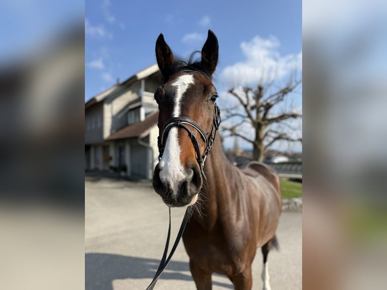 Cavallo sportivo belga Giumenta 5 Anni 168 cm Baio in Diemerswil