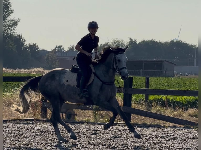 Cavallo sportivo belga Giumenta 5 Anni 168 cm Grigio in Silly