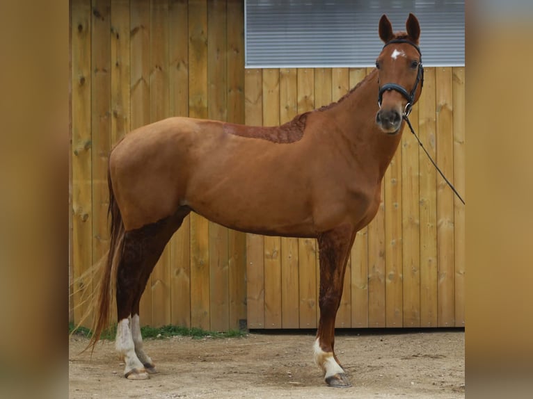 Cavallo sportivo belga Giumenta 5 Anni 168 cm Sauro in Ahuy