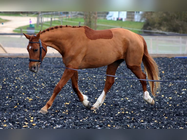 Cavallo sportivo belga Giumenta 5 Anni 168 cm Sauro in Ahuy