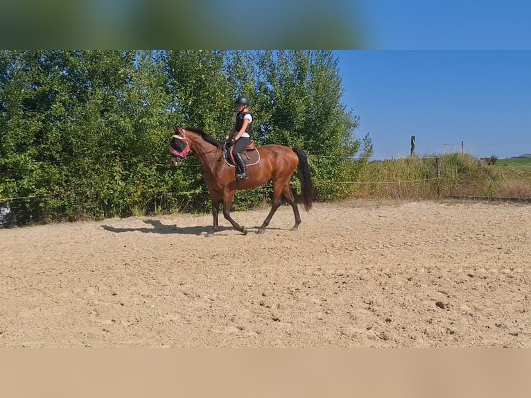 Cavallo sportivo belga Giumenta 5 Anni 170 cm Baio in Ciney