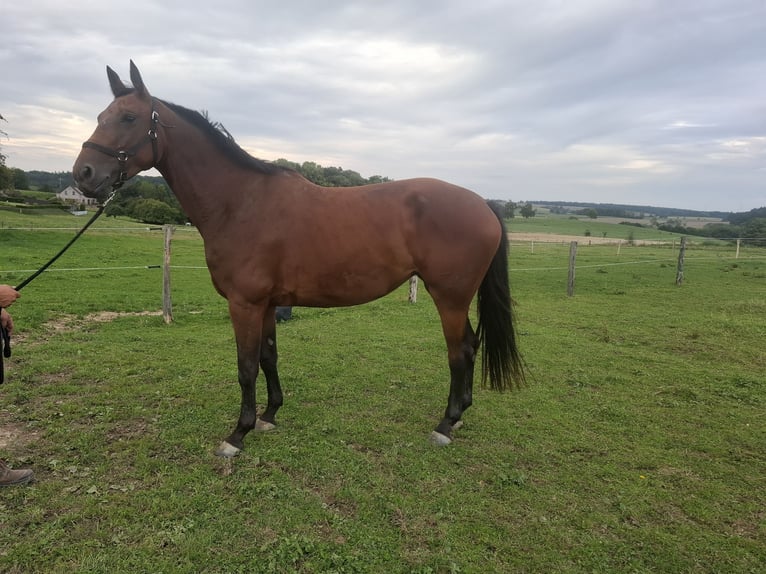 Cavallo sportivo belga Giumenta 5 Anni 170 cm Baio in Ciney