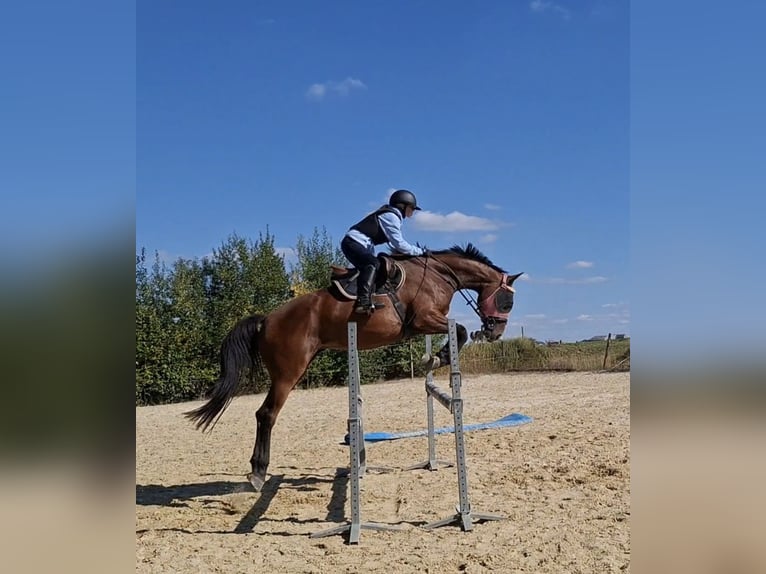 Cavallo sportivo belga Giumenta 5 Anni 170 cm Baio in Ciney