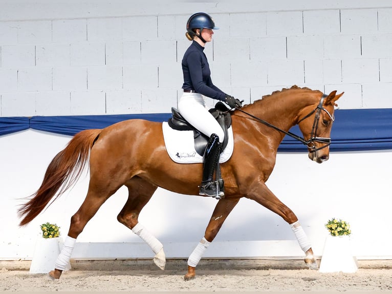 Cavallo sportivo belga Giumenta 6 Anni 161 cm Sauro scuro in Marsberg