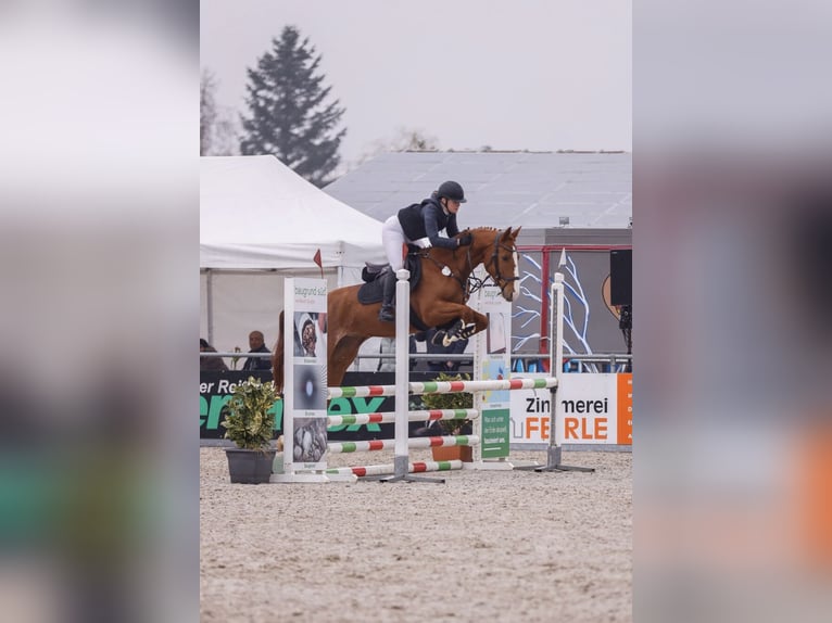 Cavallo sportivo belga Giumenta 6 Anni 162 cm Sauro in Bad Wurzach