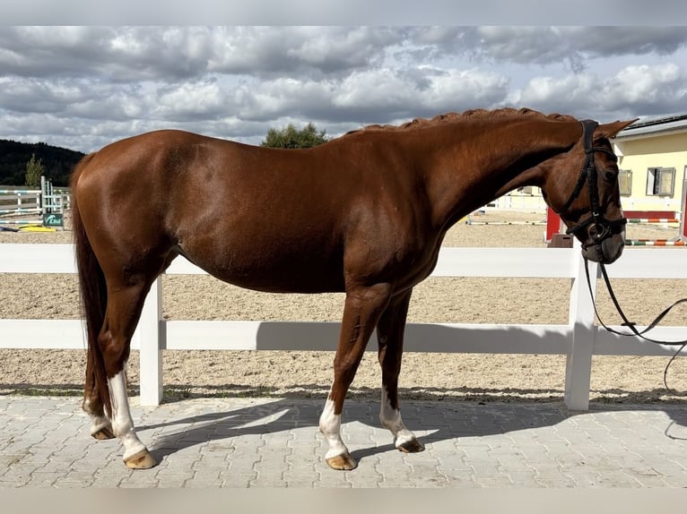 Cavallo sportivo belga Giumenta 6 Anni 162 cm Sauro in Bad Wurzach
