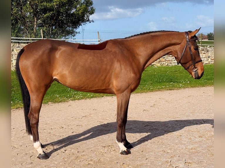 Cavallo sportivo belga Giumenta 6 Anni 163 cm Baio in Oviedo