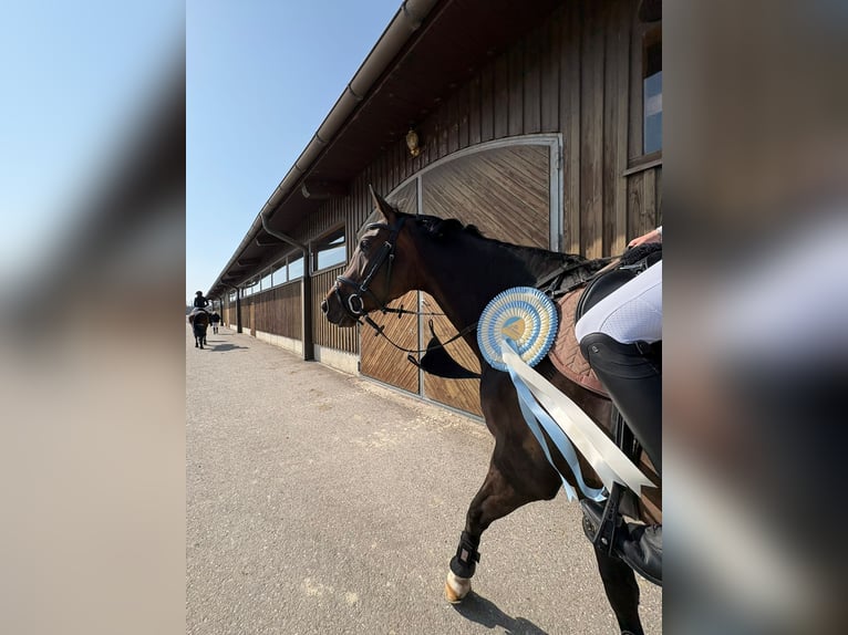 Cavallo sportivo belga Giumenta 6 Anni 164 cm Baio scuro in Preding