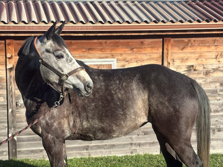 Cavallo sportivo belga Giumenta 6 Anni 165 cm Grigio in Chateauneuf