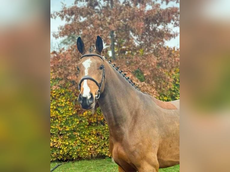 Cavallo sportivo belga Giumenta 6 Anni 167 cm Baio in Nieuwkerken-Waas