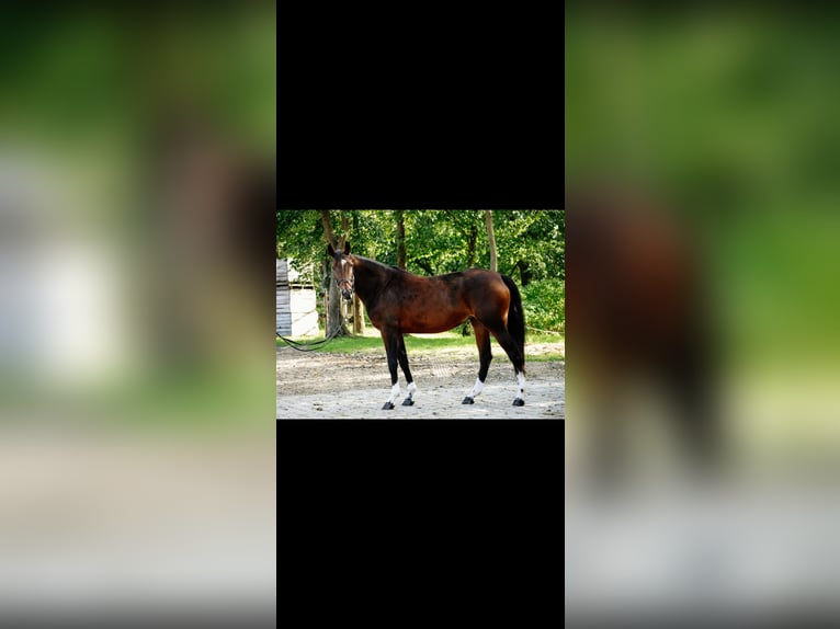 Cavallo sportivo belga Giumenta 6 Anni 168 cm Baio in Kórnik