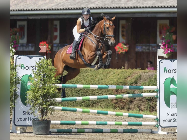 Cavallo sportivo belga Giumenta 6 Anni 170 cm Baio in Klein-Preding