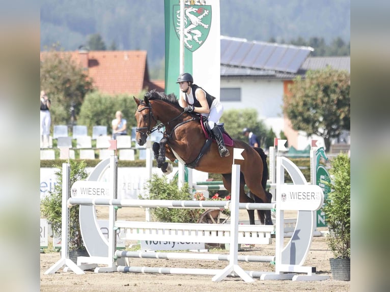 Cavallo sportivo belga Giumenta 6 Anni 170 cm Baio in Klein-Preding