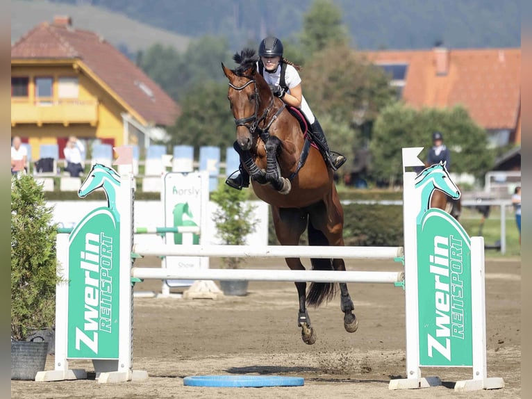 Cavallo sportivo belga Giumenta 6 Anni 170 cm Baio in Klein-Preding