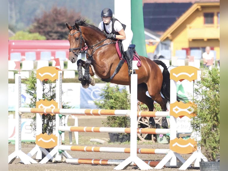 Cavallo sportivo belga Giumenta 6 Anni 170 cm Baio in Klein-Preding