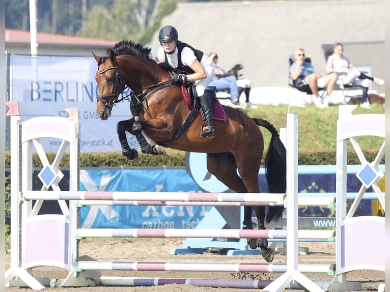 Cavallo sportivo belga Giumenta 6 Anni 170 cm Baio in Klein-Preding
