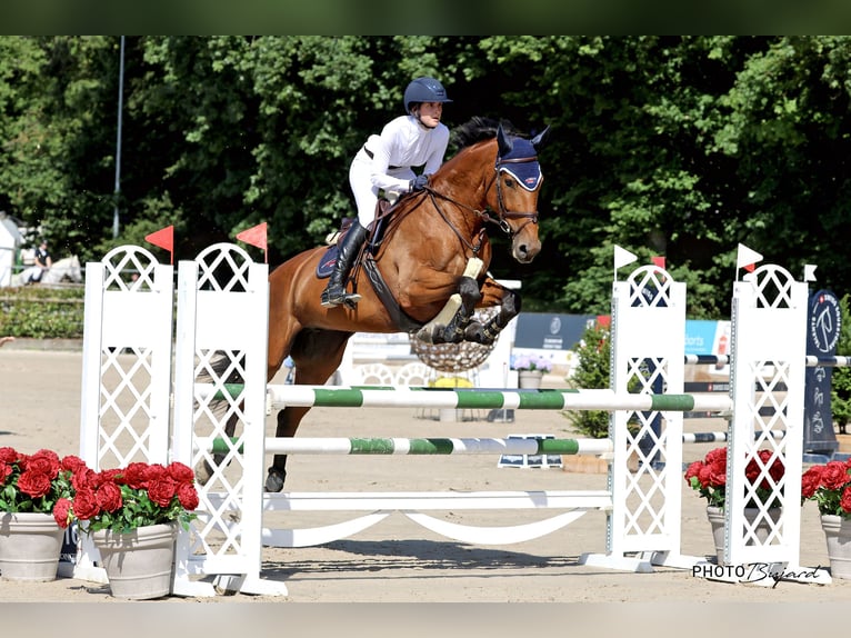 Cavallo sportivo belga Giumenta 6 Anni 171 cm Baio in Hintermoos