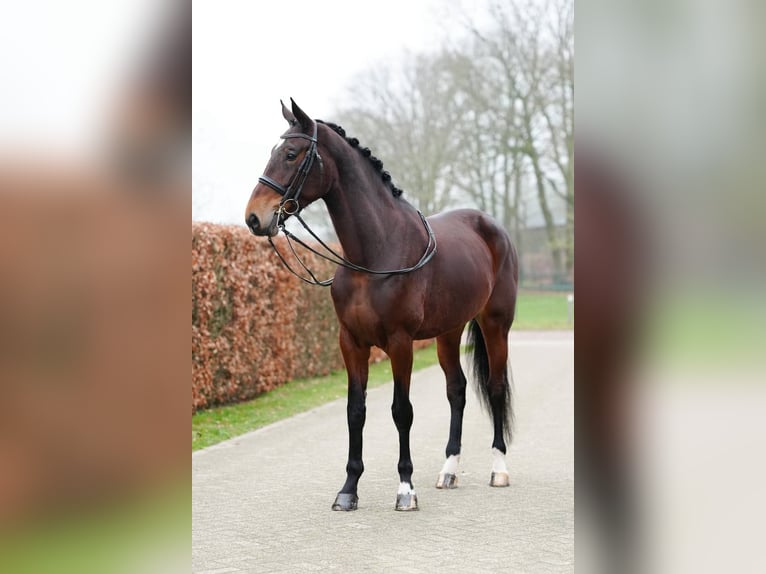 Cavallo sportivo belga Giumenta 6 Anni 177 cm Baio in Weert