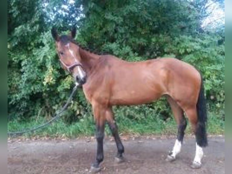 Cavallo sportivo belga Giumenta 8 Anni 165 cm Baio in Adelebsen