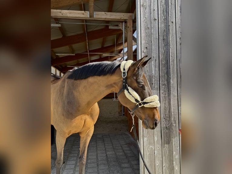 Cavallo sportivo belga Giumenta 8 Anni 165 cm Baio scuro in Erharting