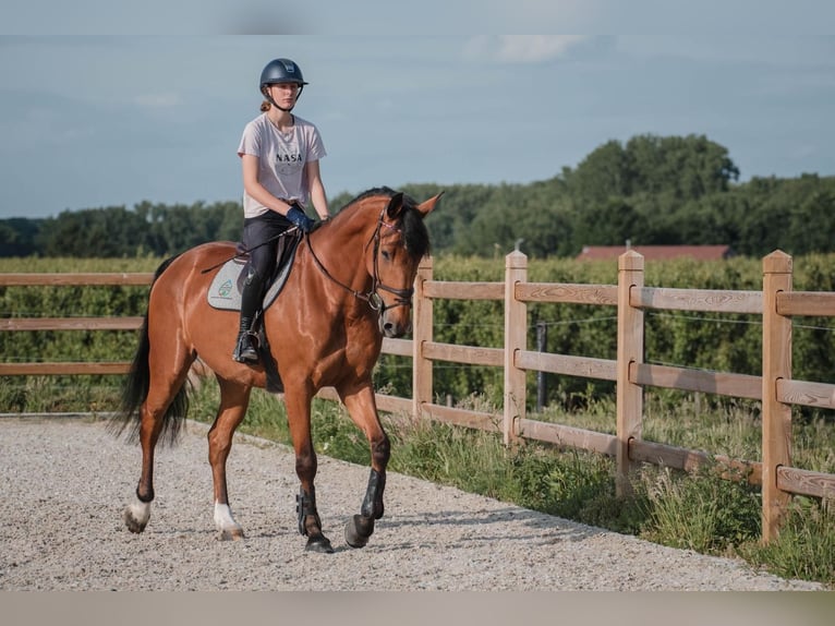 Cavallo sportivo belga Giumenta 8 Anni 172 cm Baio in Molenbeek-Wersbeek