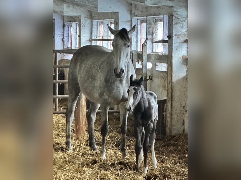 Cavallo sportivo belga Giumenta 8 Anni 172 cm Grigio in Gera