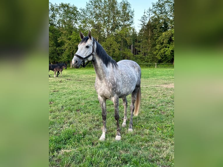 Cavallo sportivo belga Giumenta 8 Anni 172 cm Grigio in Gera