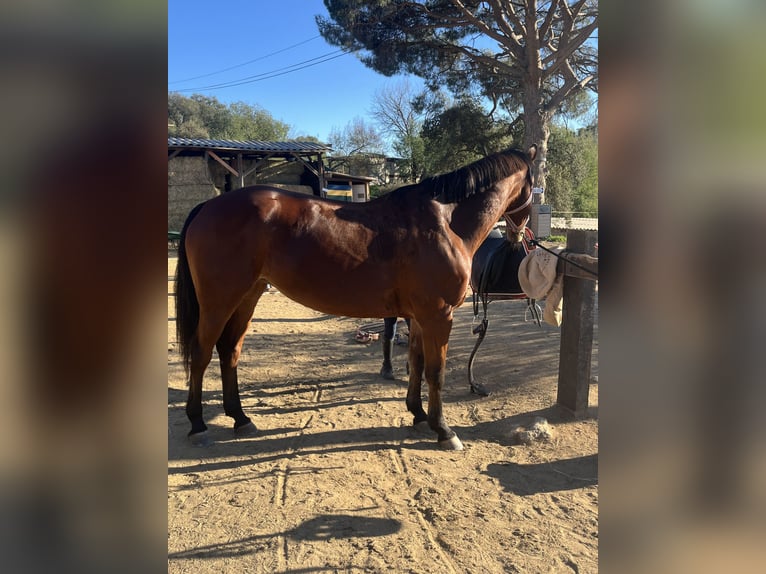 Cavallo sportivo belga Mix Giumenta 9 Anni 160 cm Baio in Ranch eldorado