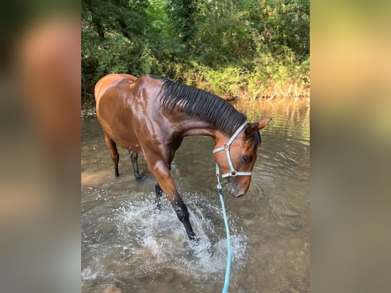 Cavallo sportivo belga Mix Giumenta 9 Anni 160 cm Baio in Ranch eldorado
