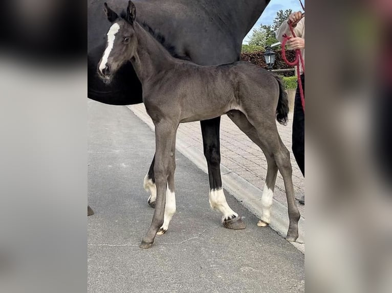 Cavallo sportivo belga Giumenta 9 Anni 165 cm Morello in Waasmunster