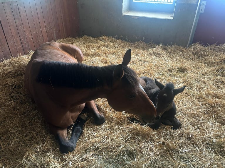 Cavallo sportivo belga Giumenta 9 Anni 172 cm Baio in Jengen