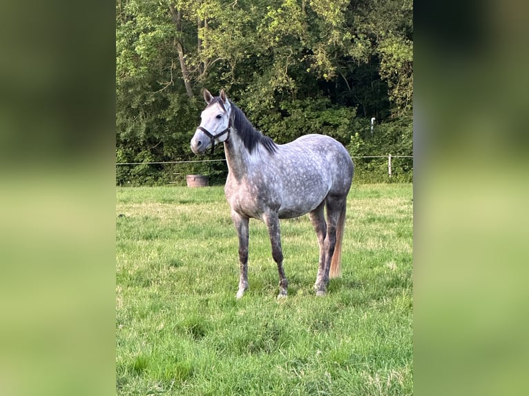 Cavallo sportivo belga Giumenta 9 Anni 172 cm Grigio in Gera