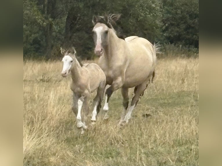 Cavallo sportivo belga Mix Giumenta Puledri (07/2026) 156 cm Grullo in Bastogne