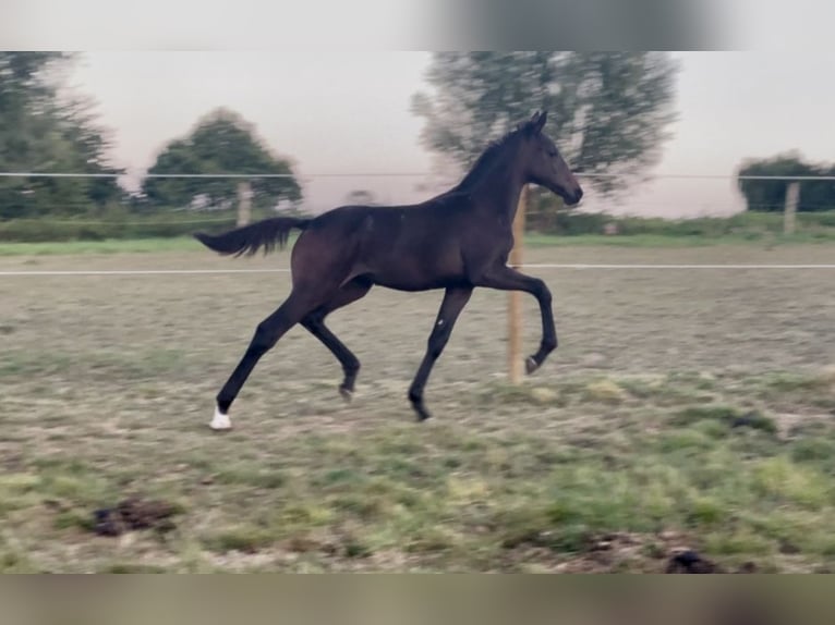 Cavallo sportivo belga Giumenta Puledri (05/2025) Baio in Lessines