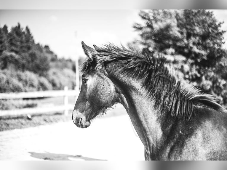 Cavallo sportivo belga Giumenta Puledri (03/2024) Può diventare grigio in Vielsalm