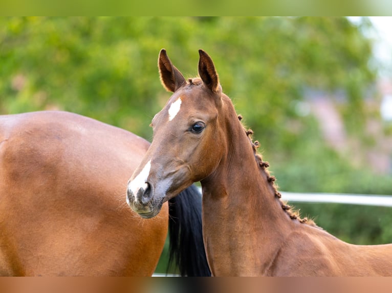 Cavallo sportivo belga Giumenta Puledri (05/2026) Sauro in Rijjkhoven